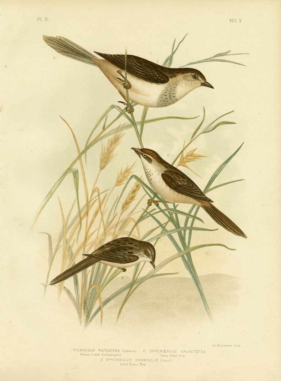 Roodgetinte Cincloramphus of Roodzanglijster door Gracius Broinowski