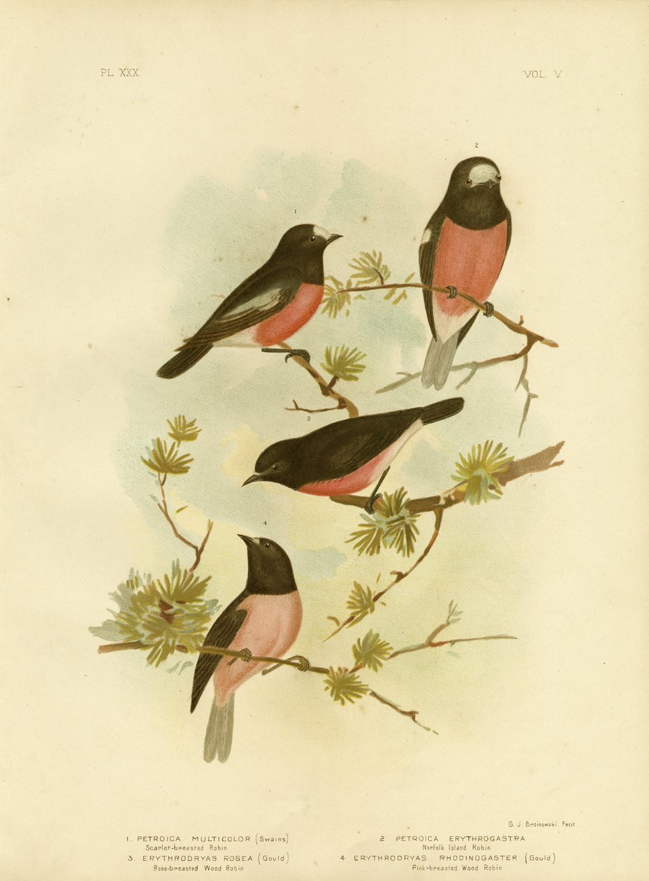 Roodborstje of Pacifische Roodborst, 1891 door Gracius Broinowski