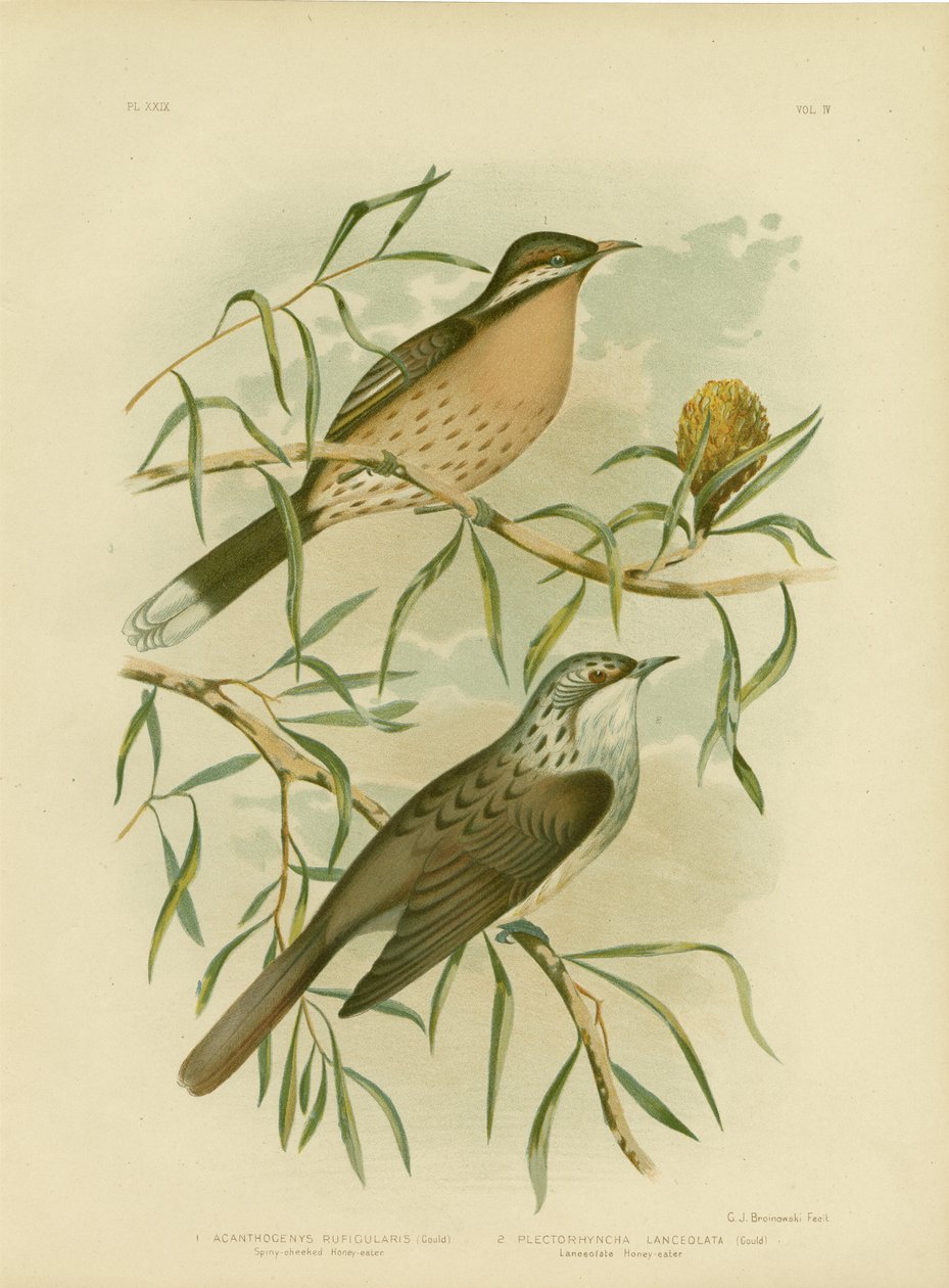 Spiny-Cheeked Honeyeater, 1891 door Gracius Broinowski