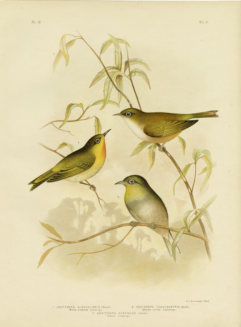 Witborst Zosterops of Norfolk Witoog, 1891 door Gracius Broinowski