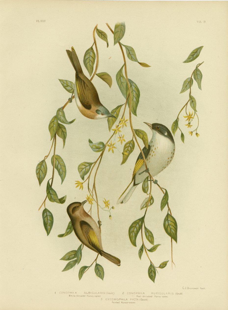 Witkeel-honingeter, 1891 door Gracius Broinowski