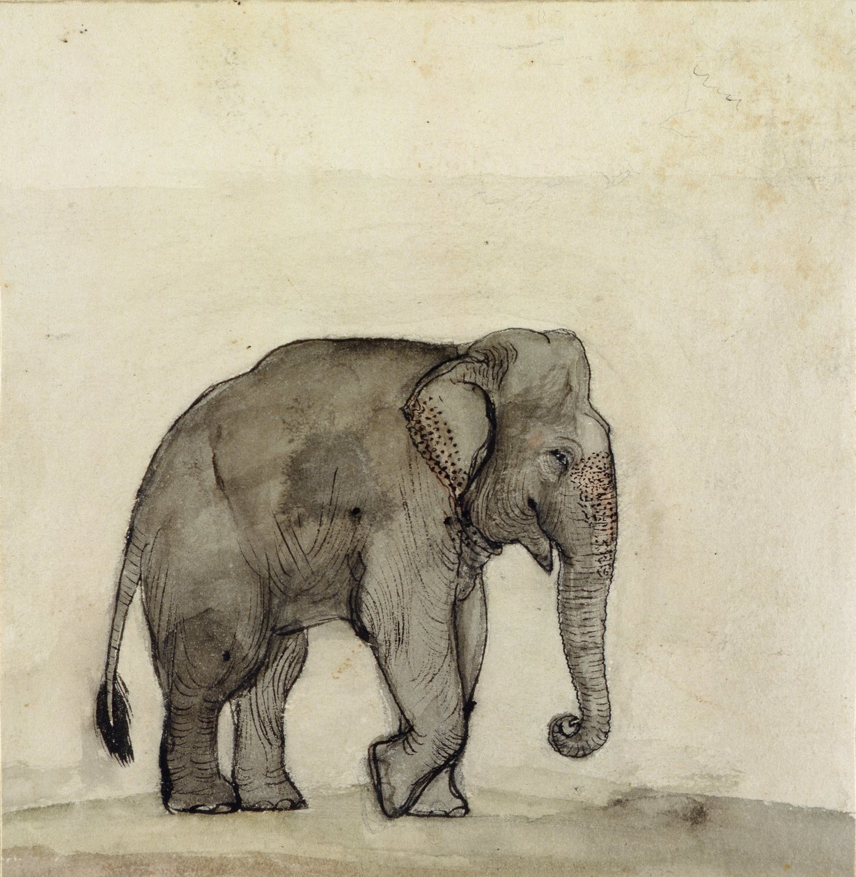 Olifant, ca. 1790 door Gungaram Tambat