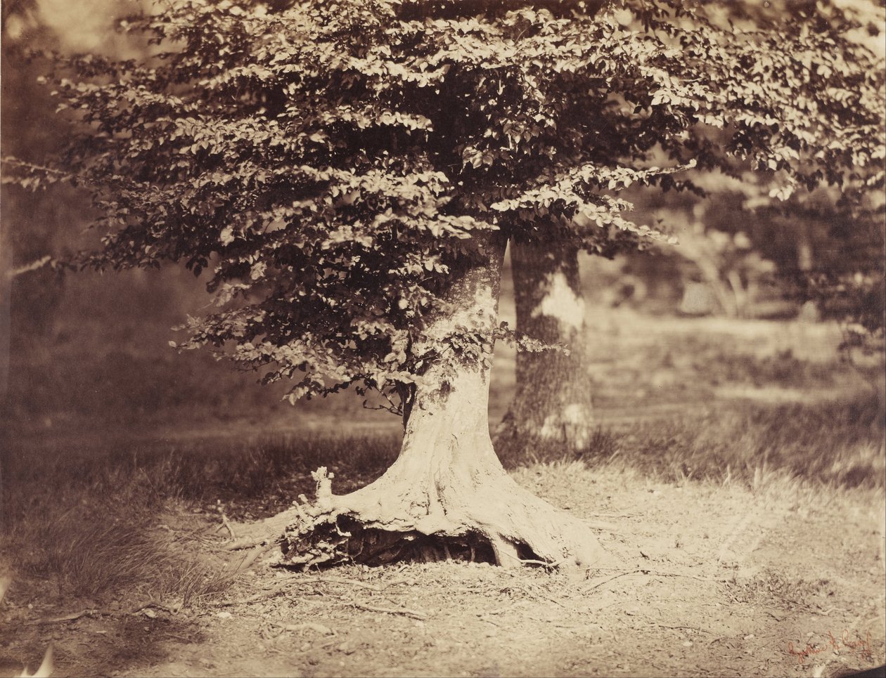 De beukenboom door Gustave Le Gray