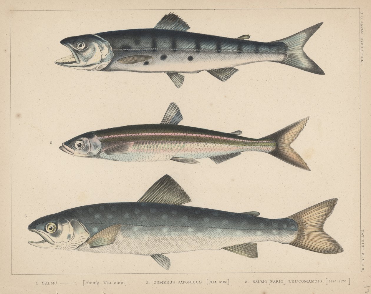 1. Zalm, 2. Osmerus Japonicus, 3. Salmo (Fario) Leucomaenis, 1855 door H. Patterson