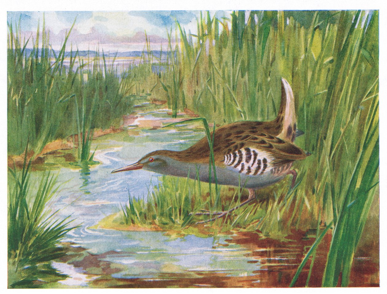 Waterral, illustratie uit British Birds door Kirkman & Jourdain, 1966 door H. Wormald