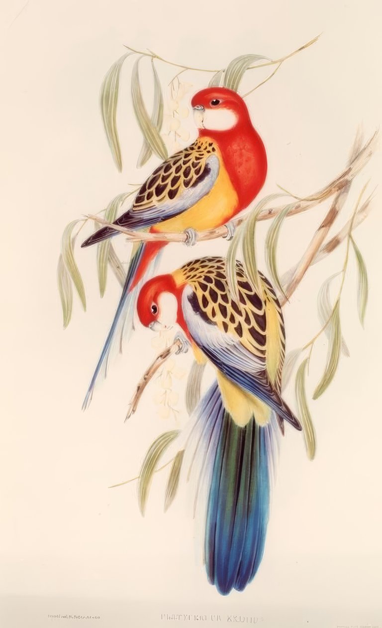 Parkiet / Kleurenlitho. v. J. Gould door H.C. Richter