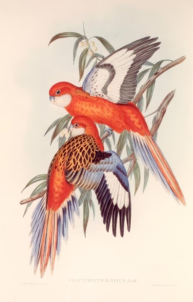 PLATYCERUS IGNITUS door H.C. Richter