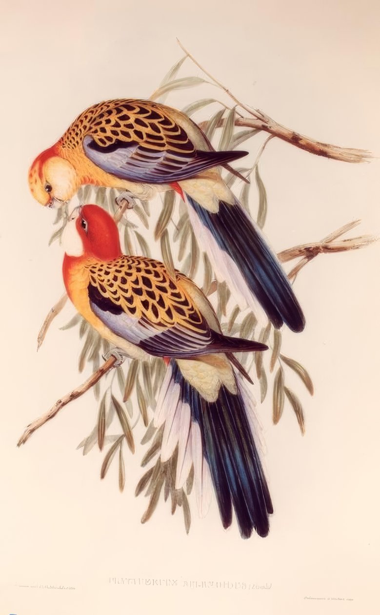 Platycerus splendidus door H.C. Richter