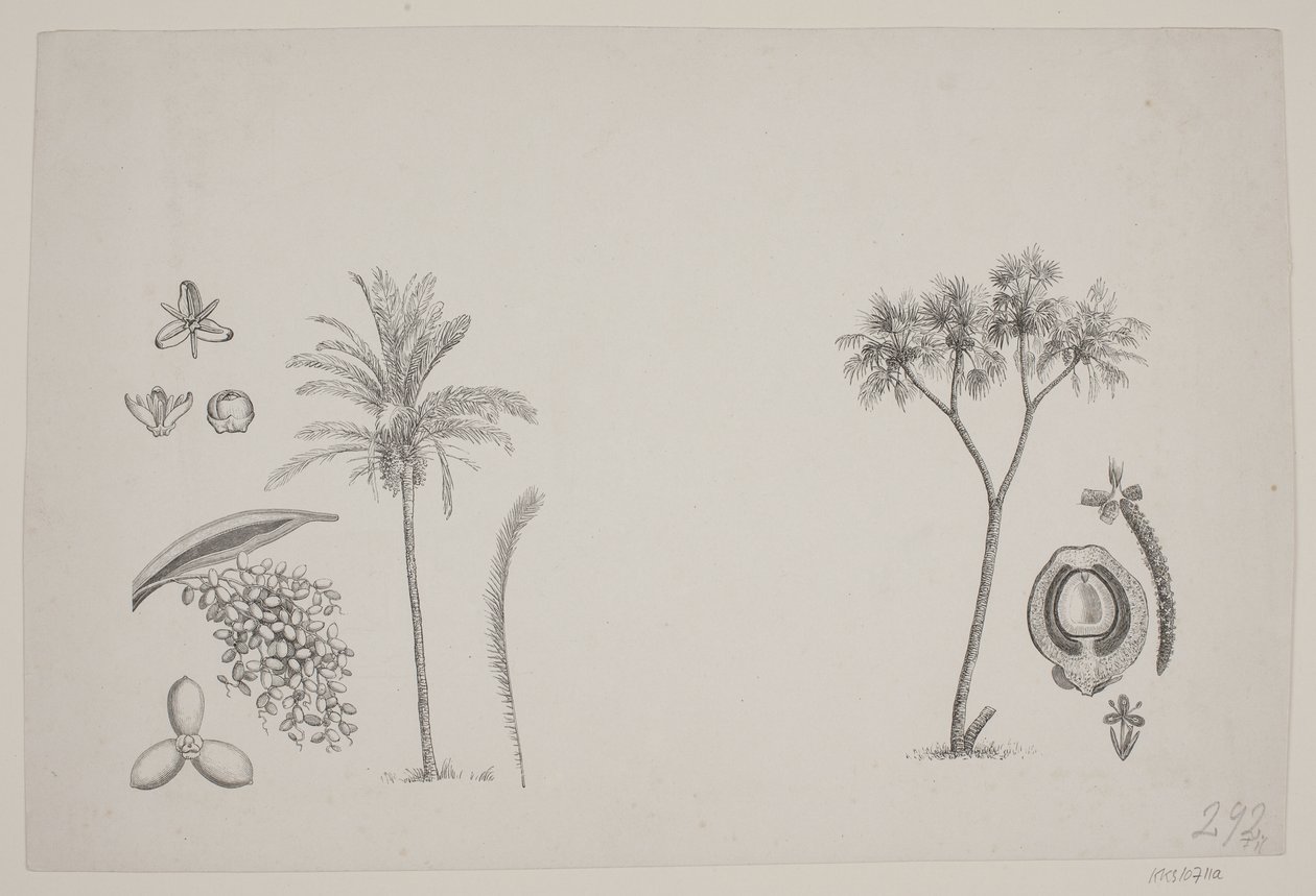 Botanisch blad uit Schouws geschriften door H. C. Henneberg