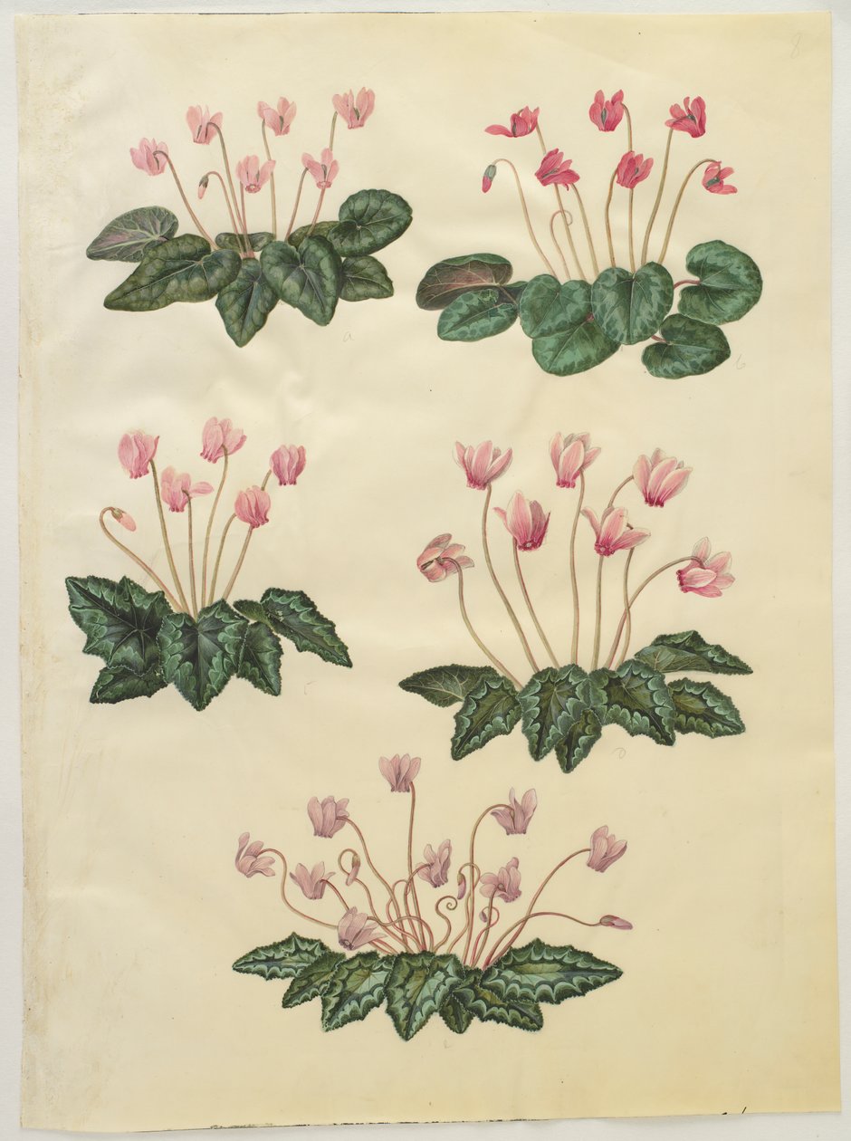 Cyclamen purpurascens; Cyclamen hederifolium door Hans Simon Holtzbecker