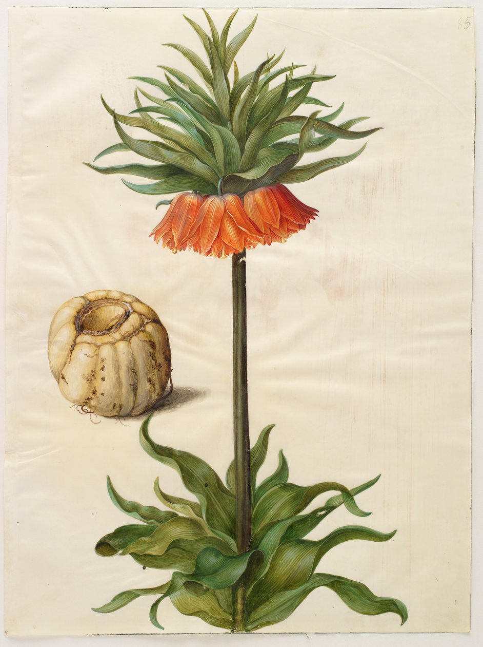 Fritillaria imperialis door Hans Simon Holtzbecker