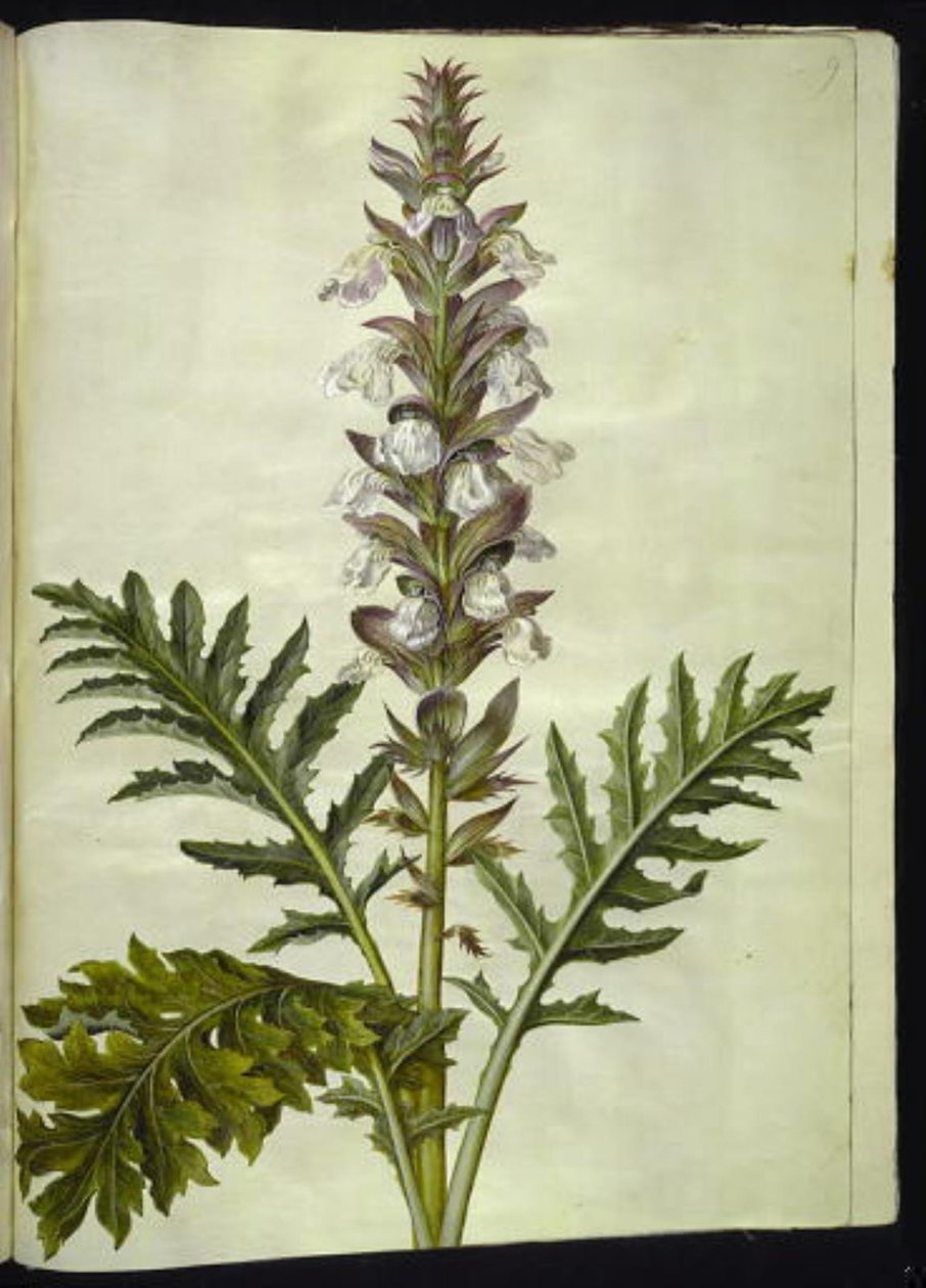 Acanthus hungaricus (Hongaarse acanthus) door Hans Simon Holtzbecker