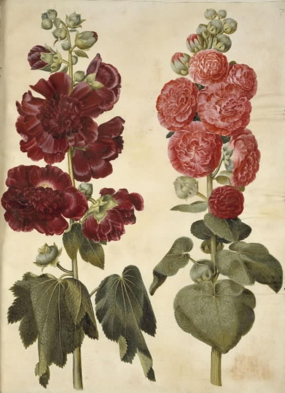 Alcea rosea (stokroos) door Hans Simon Holtzbecker