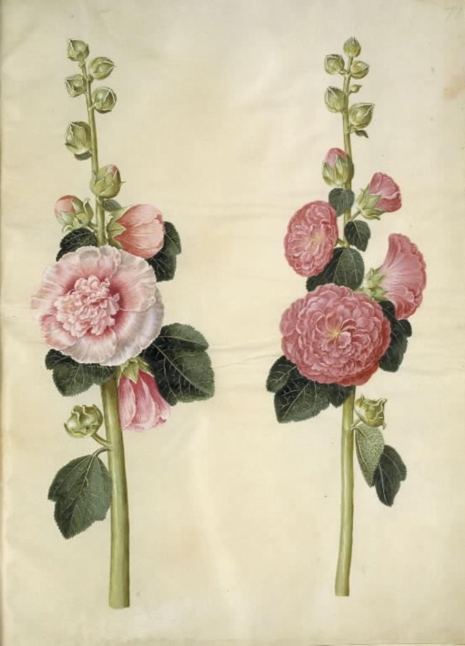 Alcea rosea (stokroos) door Hans Simon Holtzbecker