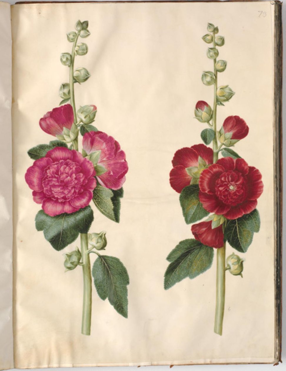 Alcea rosea (tuinstokroos) door Hans Simon Holtzbecker