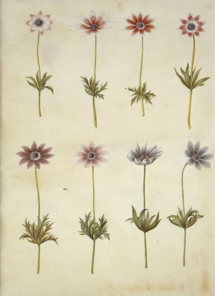 Anemone pavonina (pauw-anemoon) door Hans Simon Holtzbecker