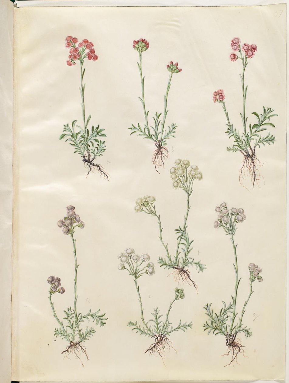 Antennaria dioica (gewone kattenpoot) door Hans Simon Holtzbecker