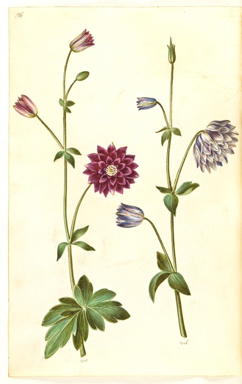 Aquilegia vulgaris (gewone akelei) door Hans Simon Holtzbecker