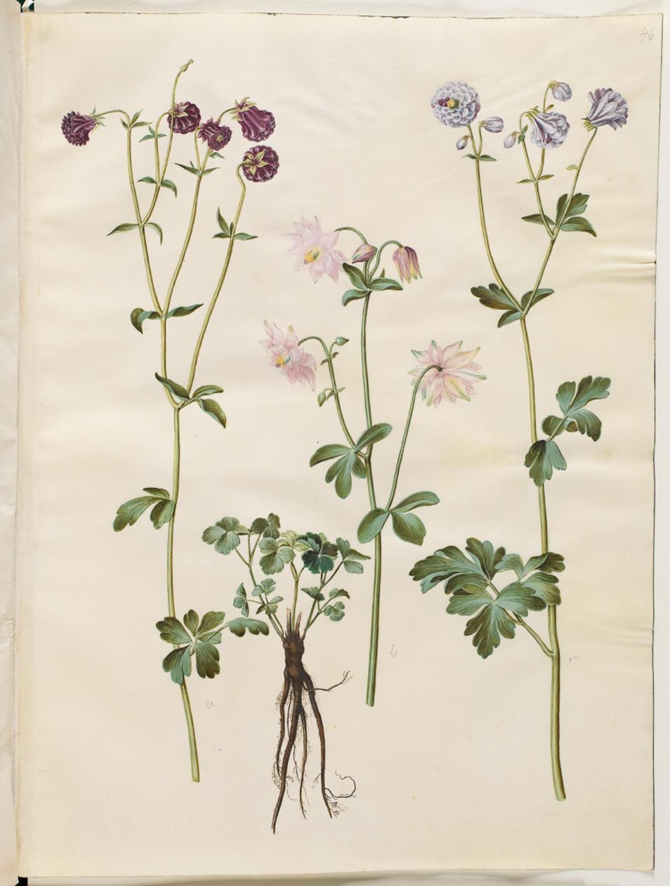 Aquilegia vulgaris (gewone akelei) door Hans Simon Holtzbecker
