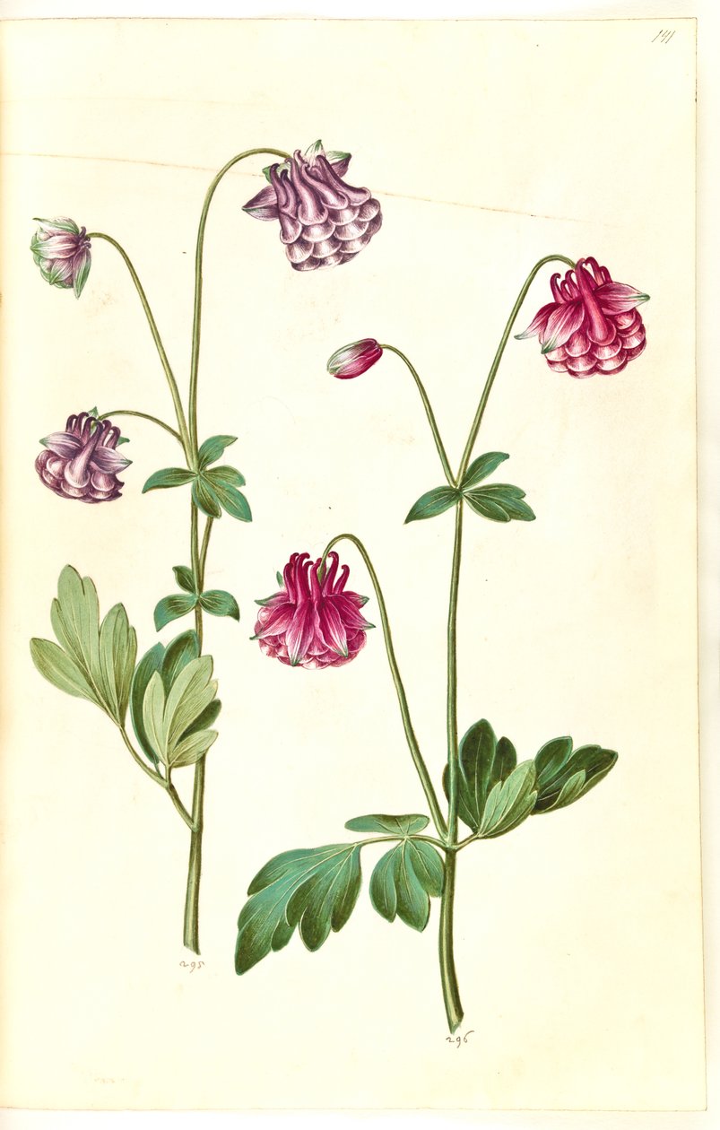 Aquilegia vulgaris (gewone akelei) door Hans Simon Holtzbecker