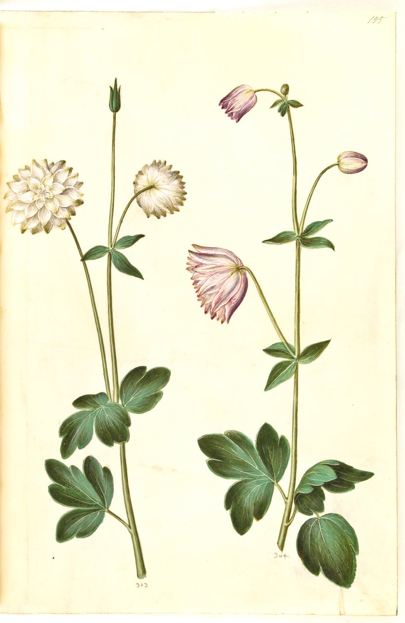 Aquilegia vulgaris (gewone akelei) door Hans Simon Holtzbecker