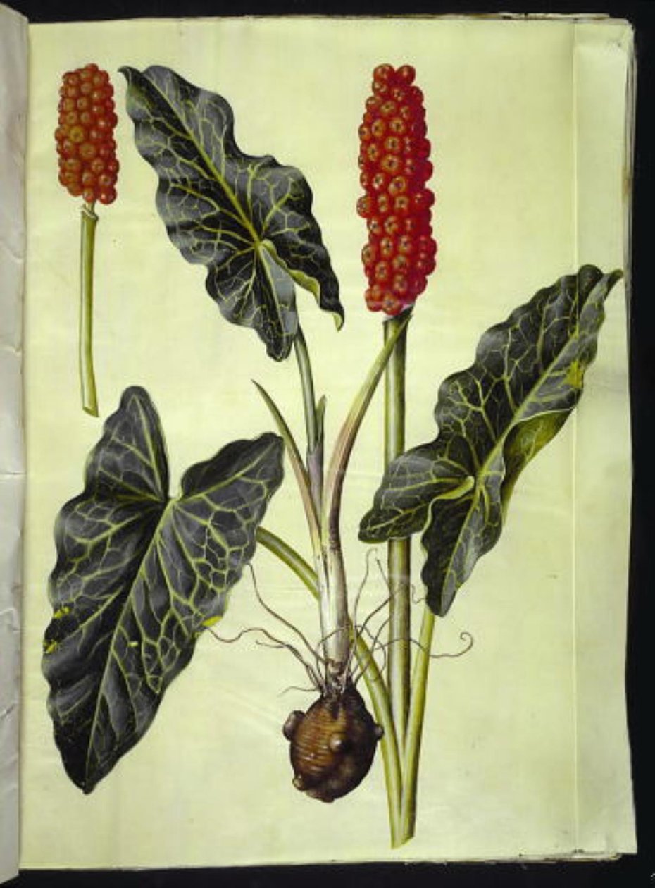 Arum italicum (Italiaanse aronskelk) door Hans Simon Holtzbecker