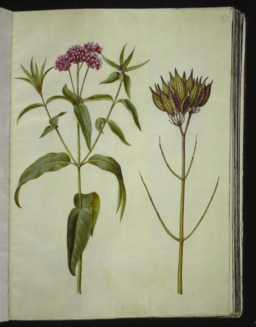 Asclepias incarnata (roze zijdeplant) door Hans Simon Holtzbecker