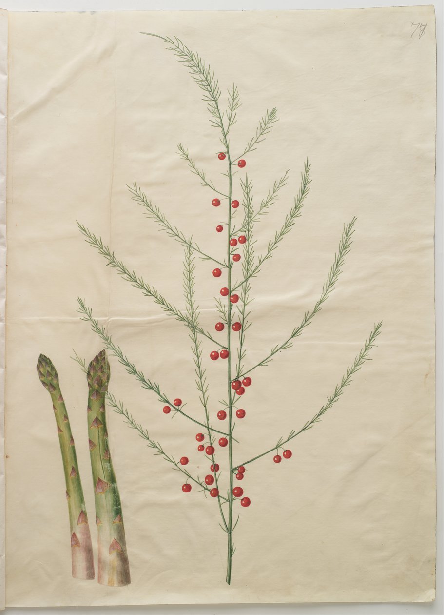 Asperge door Hans Simon Holtzbecker