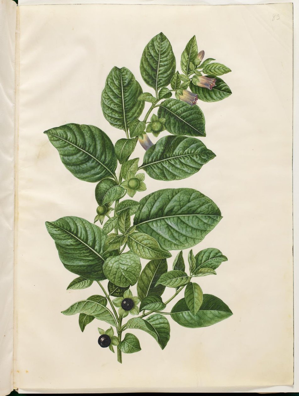 Atropa belladonna (wolfskers) door Hans Simon Holtzbecker