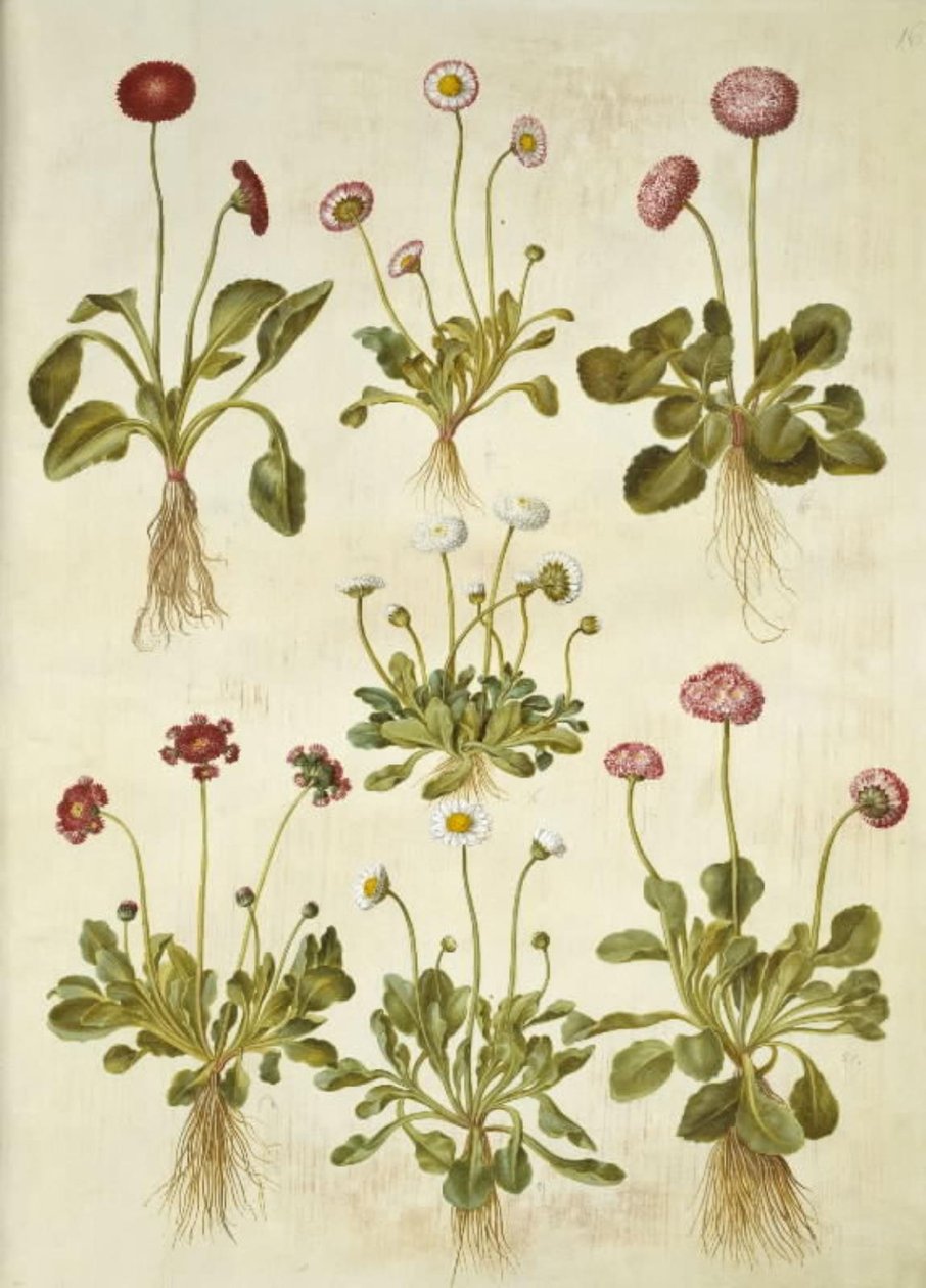 Bellis perennis (gewone madelief) door Hans Simon Holtzbecker