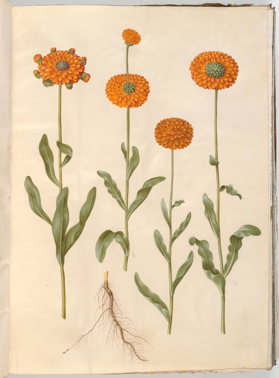 Calendula officinalis (goudsbloem) door Hans Simon Holtzbecker