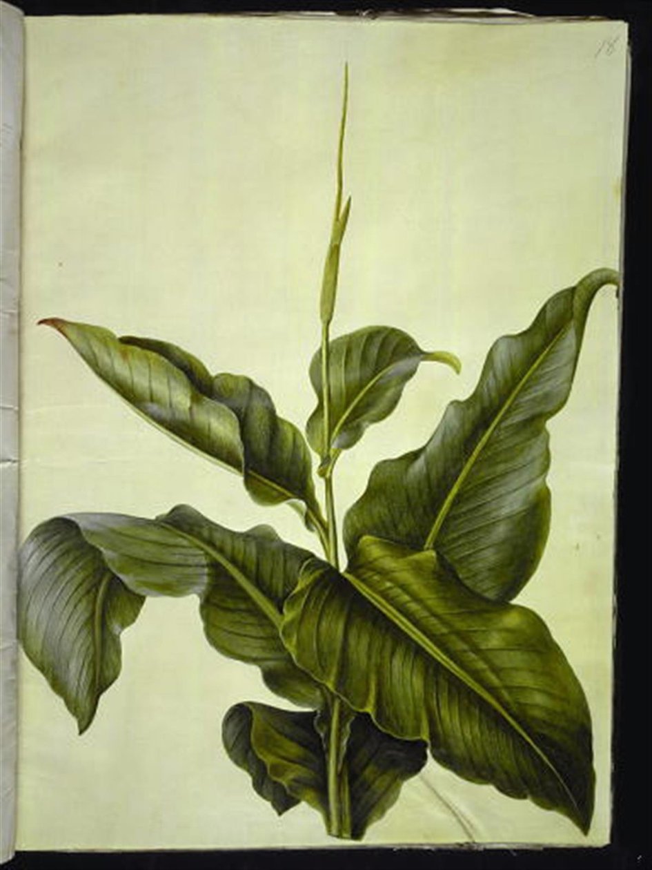 Canna (kanna) door Hans Simon Holtzbecker