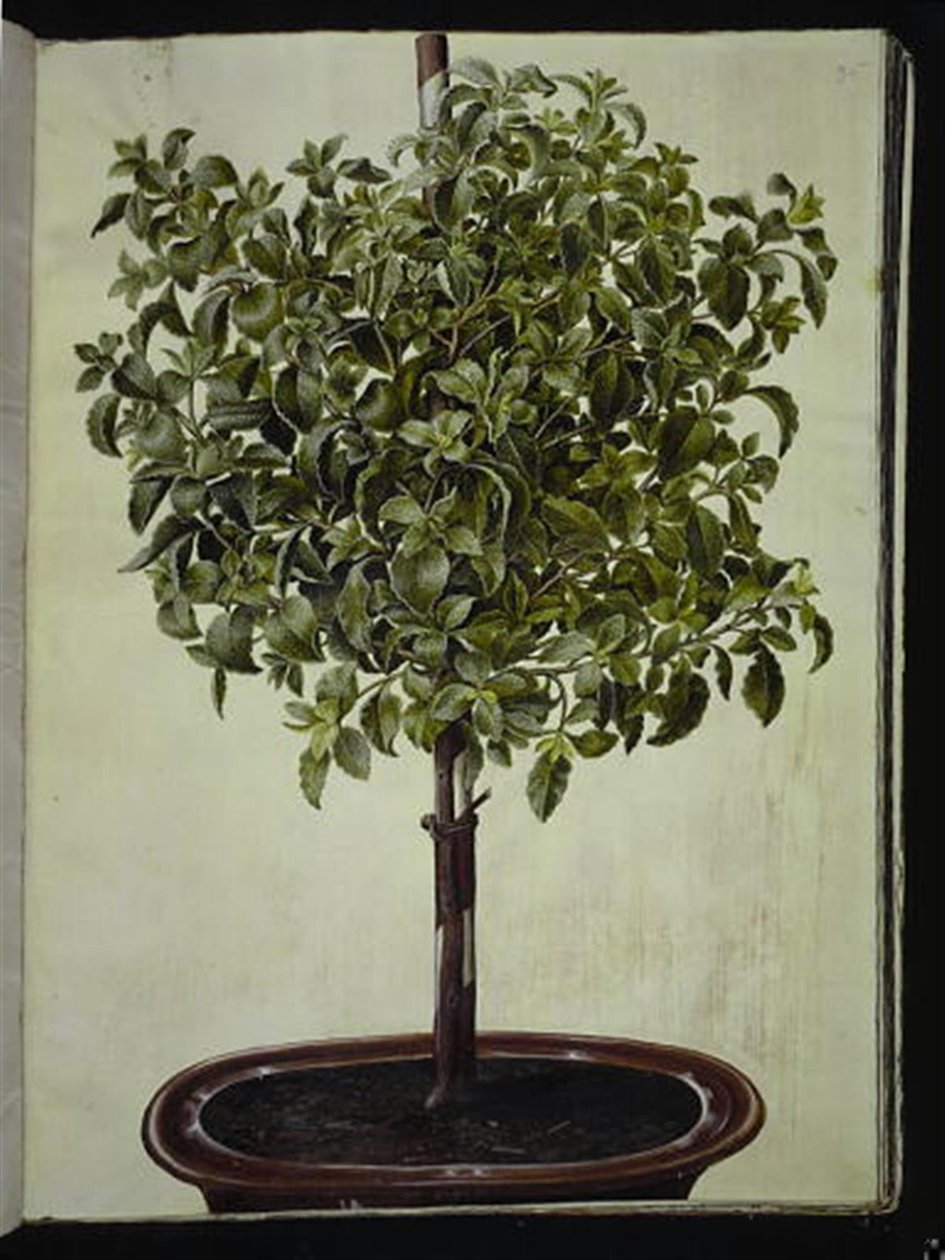 Cistus creticus (kreta-zonneroosje) door Hans Simon Holtzbecker