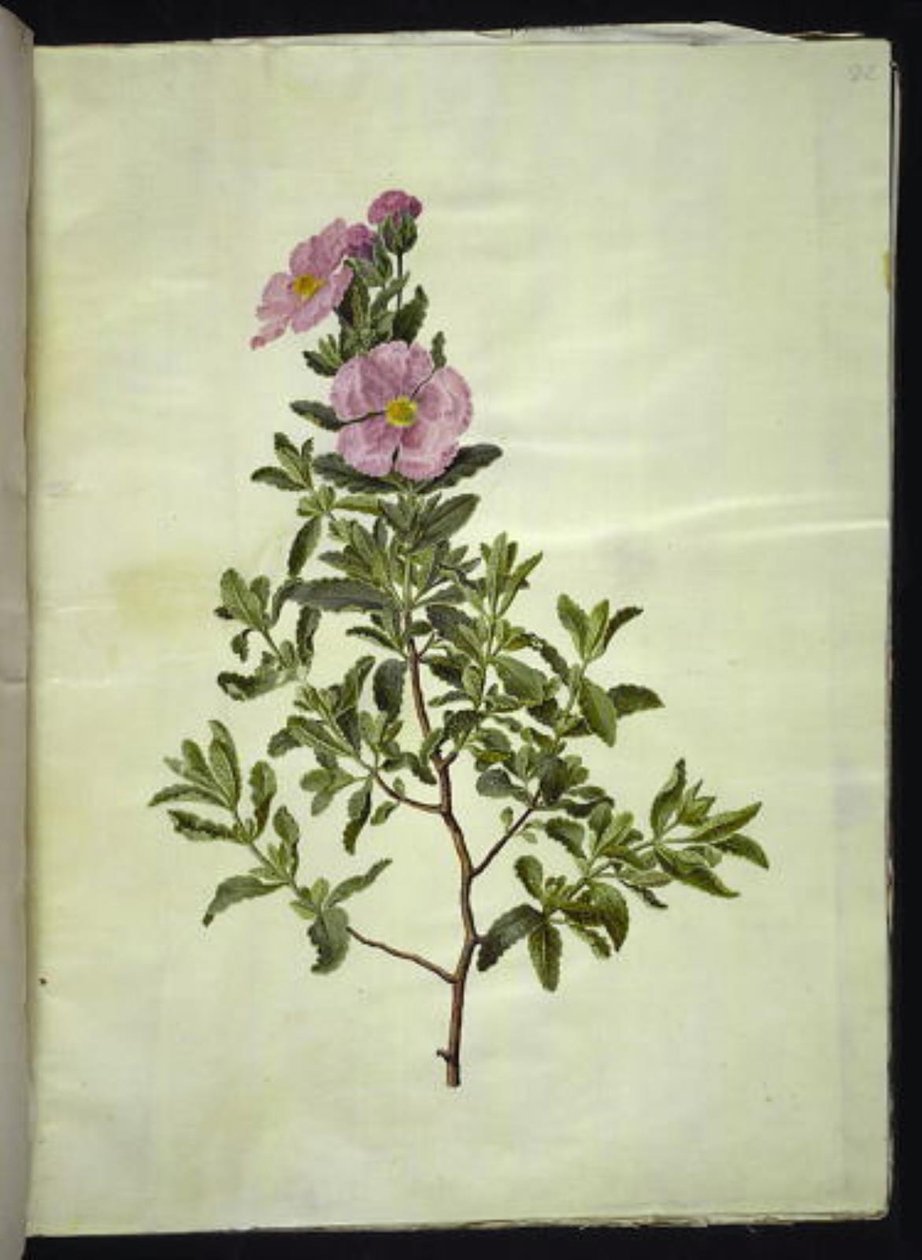 Cistus creticus door Hans Simon Holtzbecker