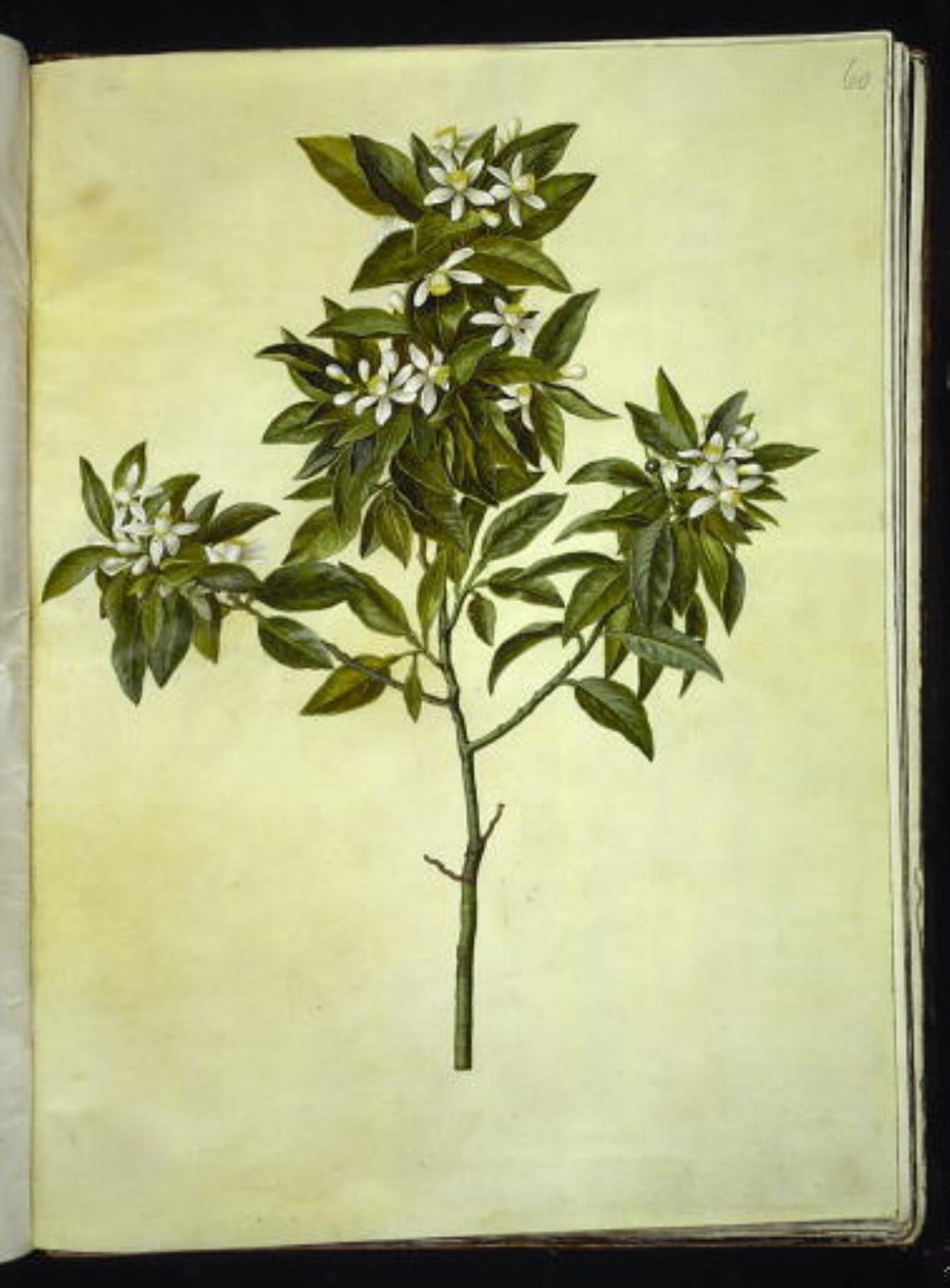 Citrus aurantium (pomerans) door Hans Simon Holtzbecker