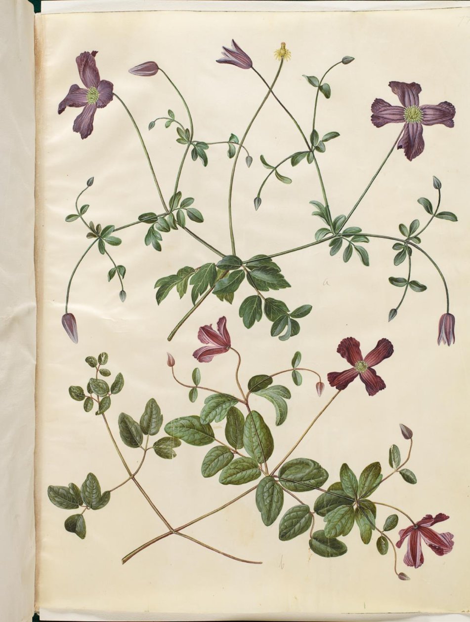 Clematis viticella (Italiaanse bosrank) door Hans Simon Holtzbecker