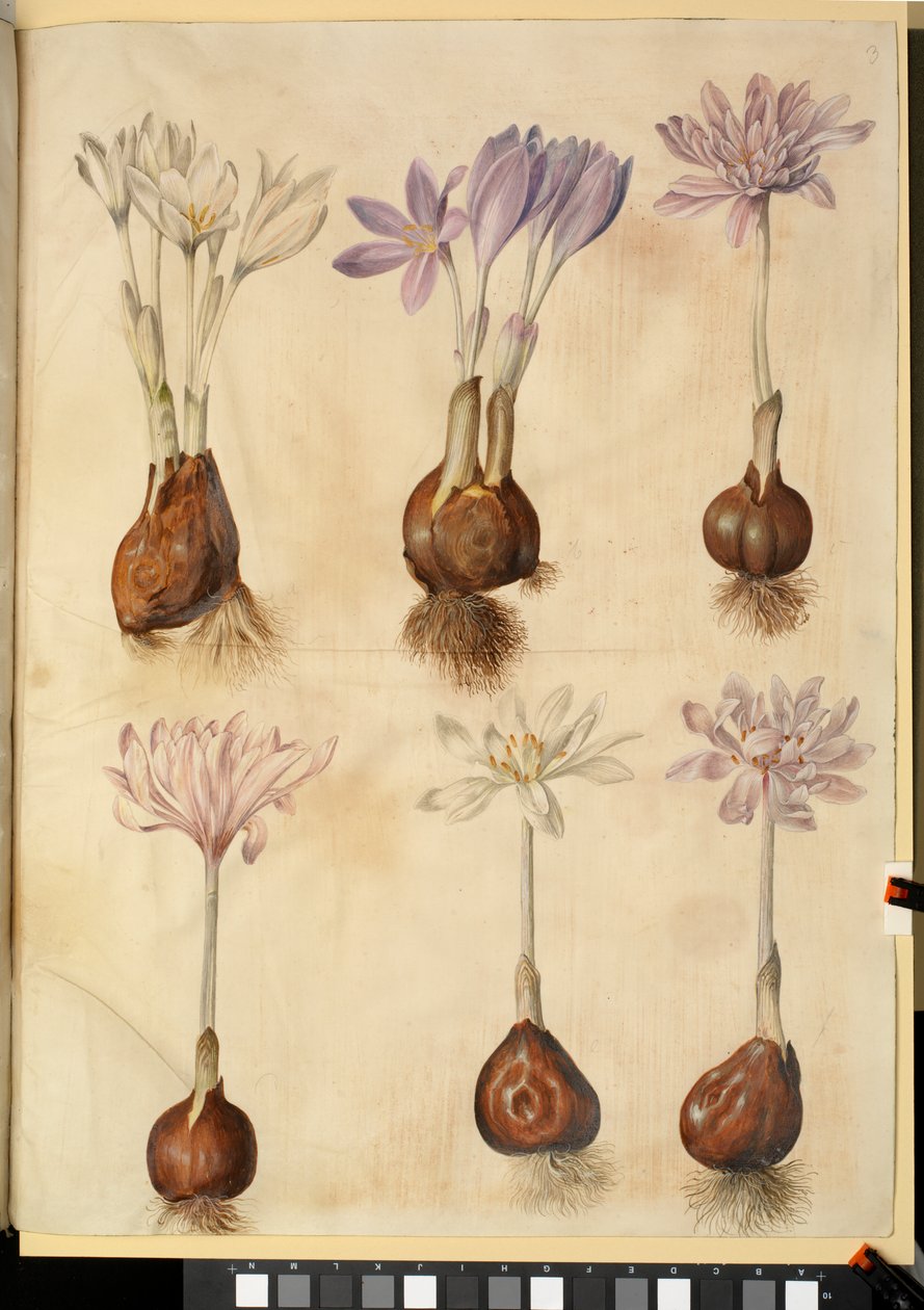 Colchicum herfsttijloos door Hans Simon Holtzbecker