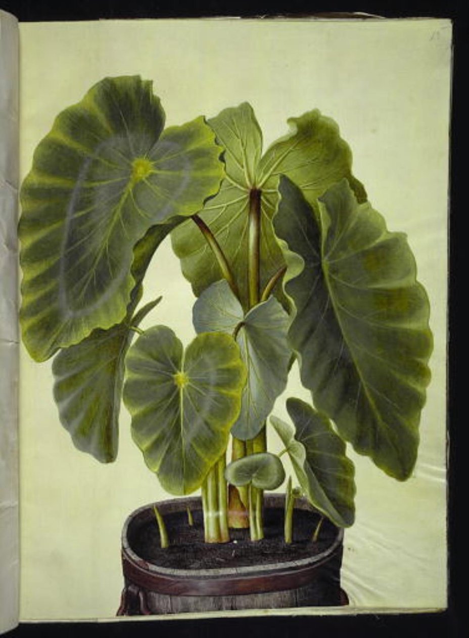 Colocasia esculenta (taro) door Hans Simon Holtzbecker