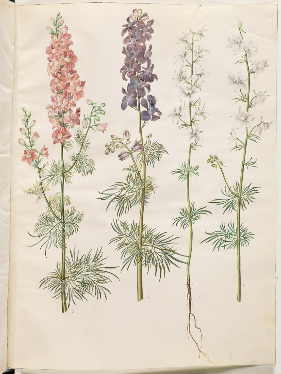 Consolida ajacis (tuinridderspoor) door Hans Simon Holtzbecker