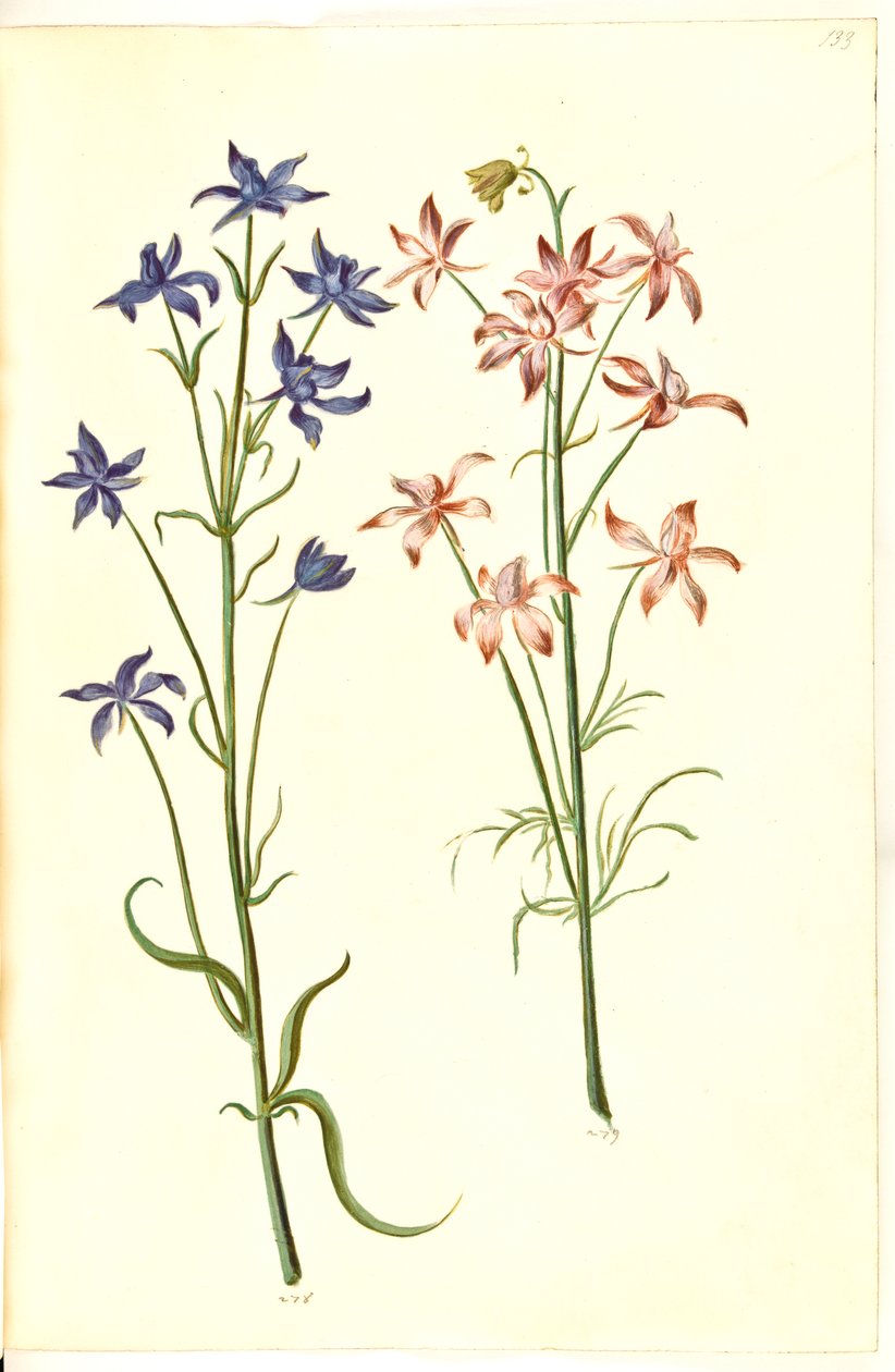 Consolida regalis (koningsridderspoor) door Hans Simon Holtzbecker