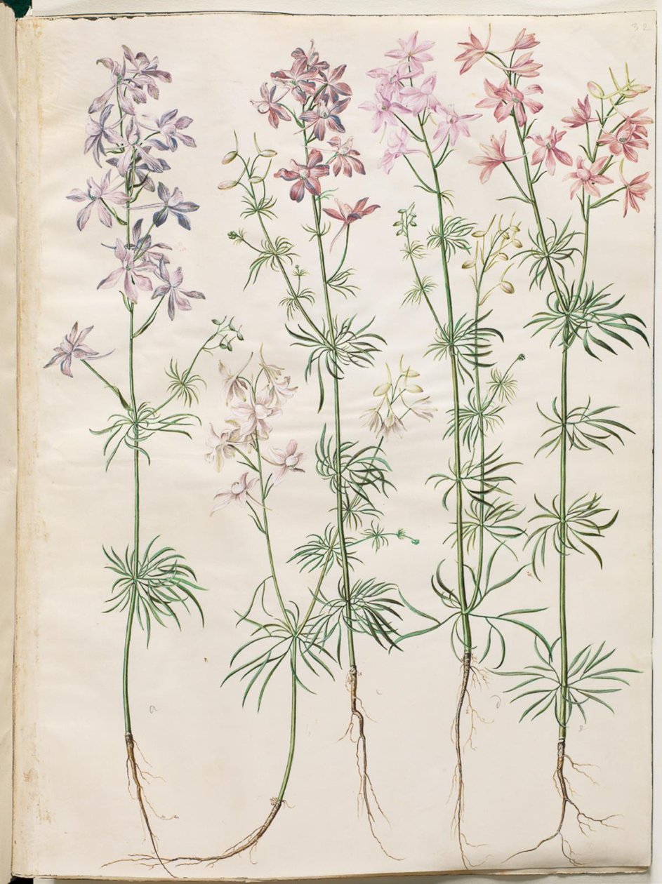 Consolida regalis (korenridderspoor) door Hans Simon Holtzbecker
