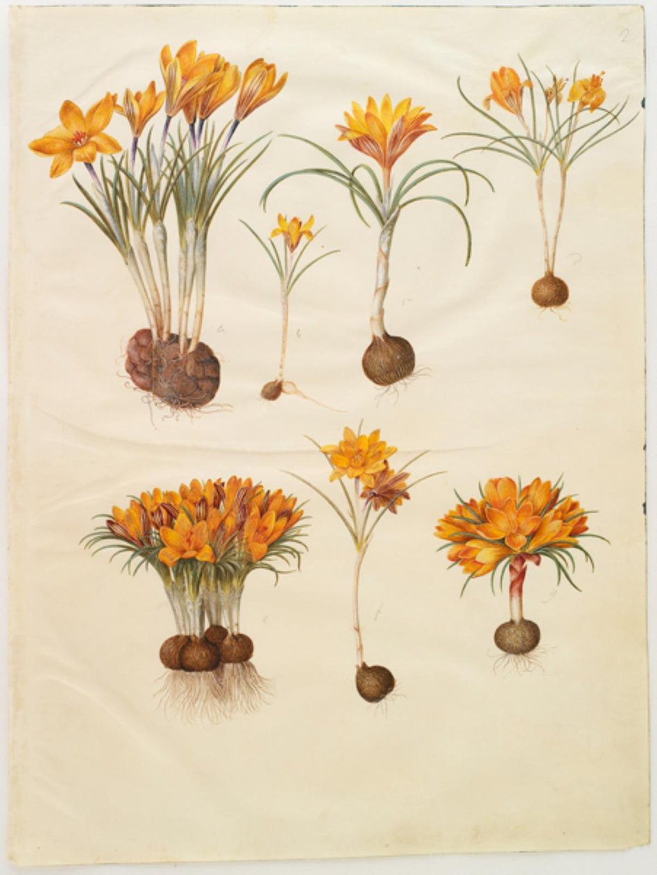Crocus angustifolius (Balkan-krokus) door Hans Simon Holtzbecker