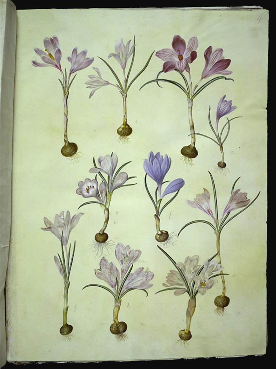 Crocus vernus (voorjaarskrokus) door Hans Simon Holtzbecker