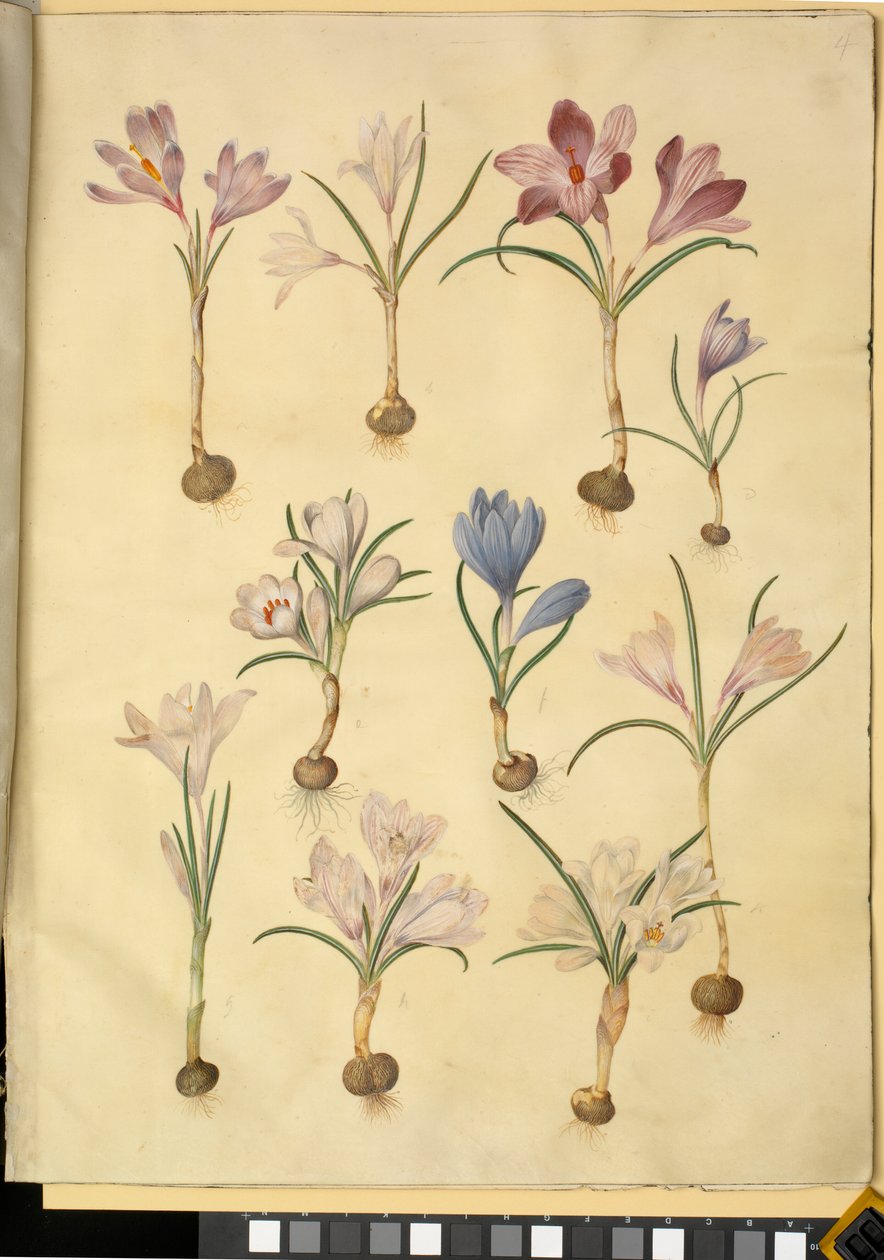 Crocus vernus (wilde krokus) door Hans Simon Holtzbecker