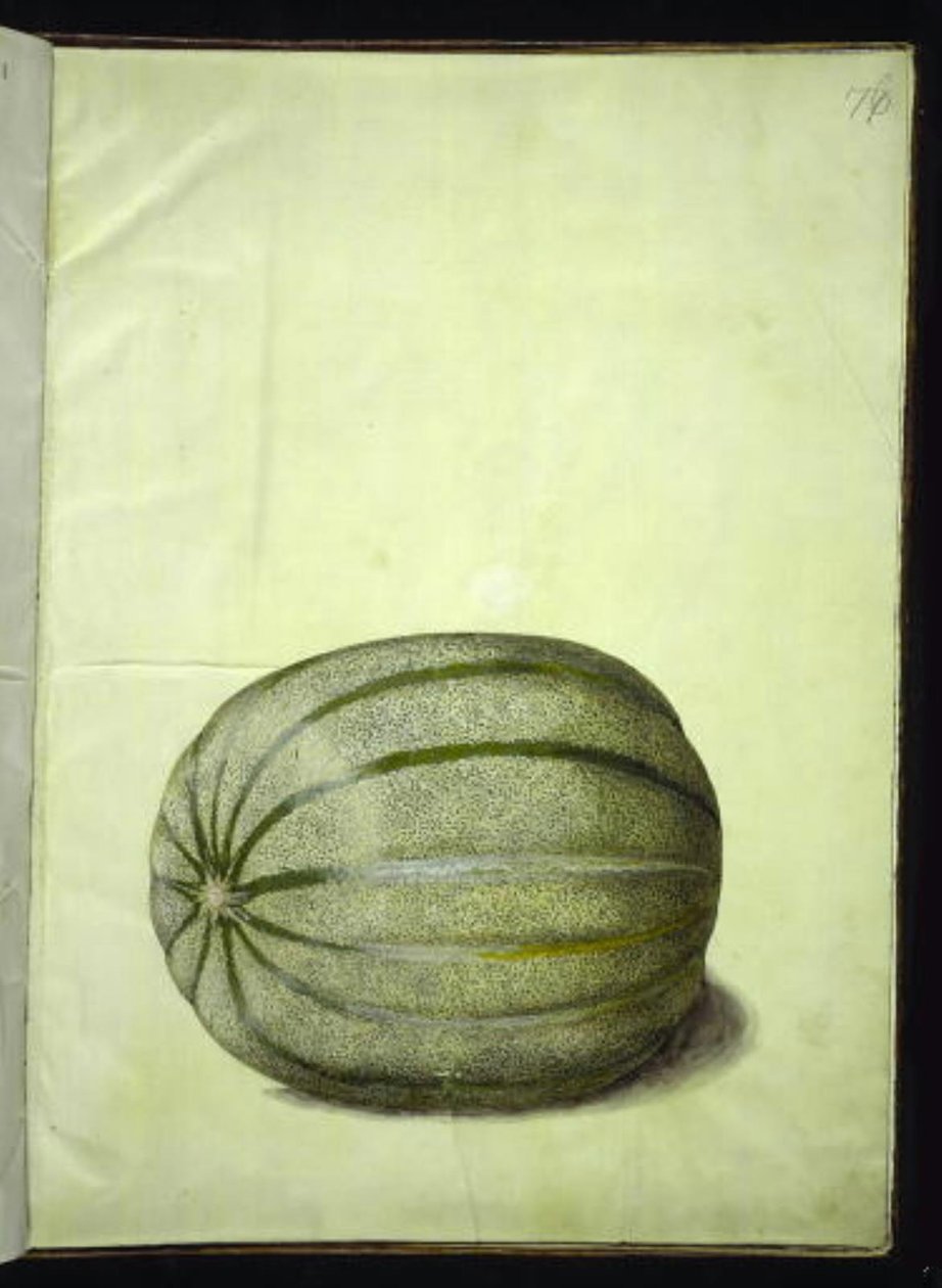 Cucumis melo (meloen) door Hans Simon Holtzbecker