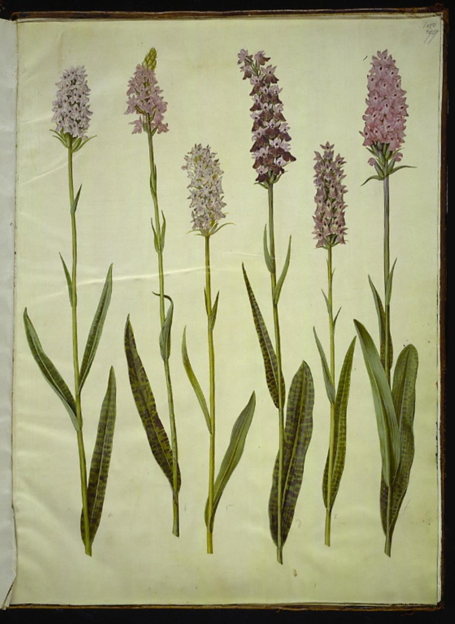 Dactylorhiza maculata (gevlekte orchis) door Hans Simon Holtzbecker