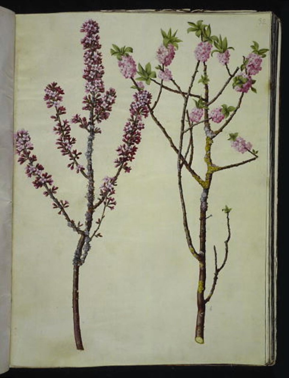 Daphne mezereum (peperstruik) door Hans Simon Holtzbecker