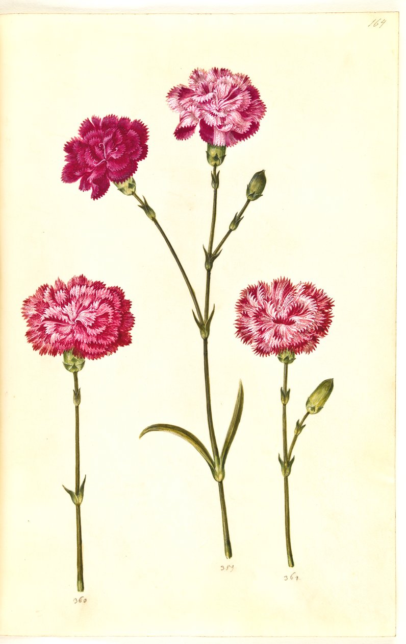 Dianthus caryophyllus (anjer) door Hans Simon Holtzbecker