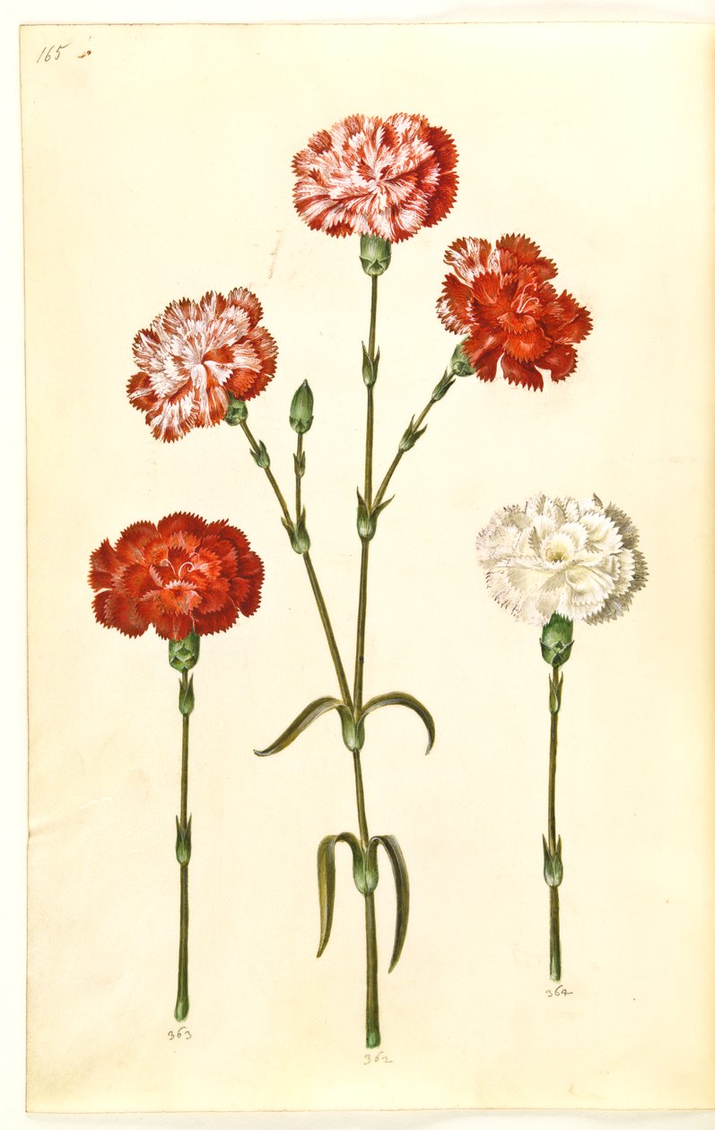 Dianthus caryophyllus (anjer) door Hans Simon Holtzbecker