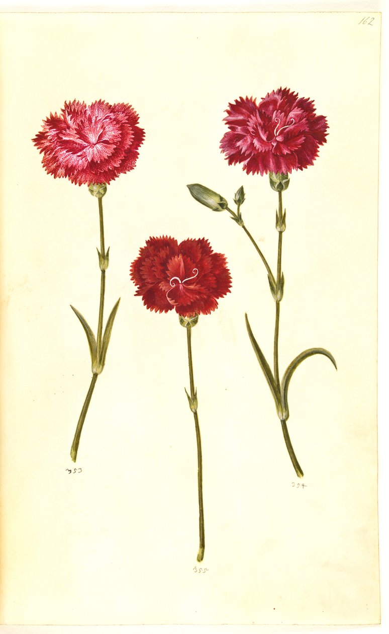 Dianthus caryophyllus (tuinanjer) door Hans Simon Holtzbecker
